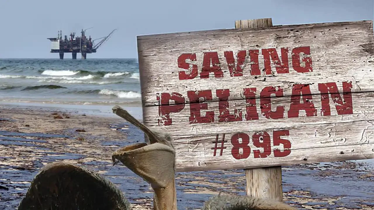 Phim Giải Cứu Chú Bồ Nông Thứ 895 - Saving Pelican 895 (2011)